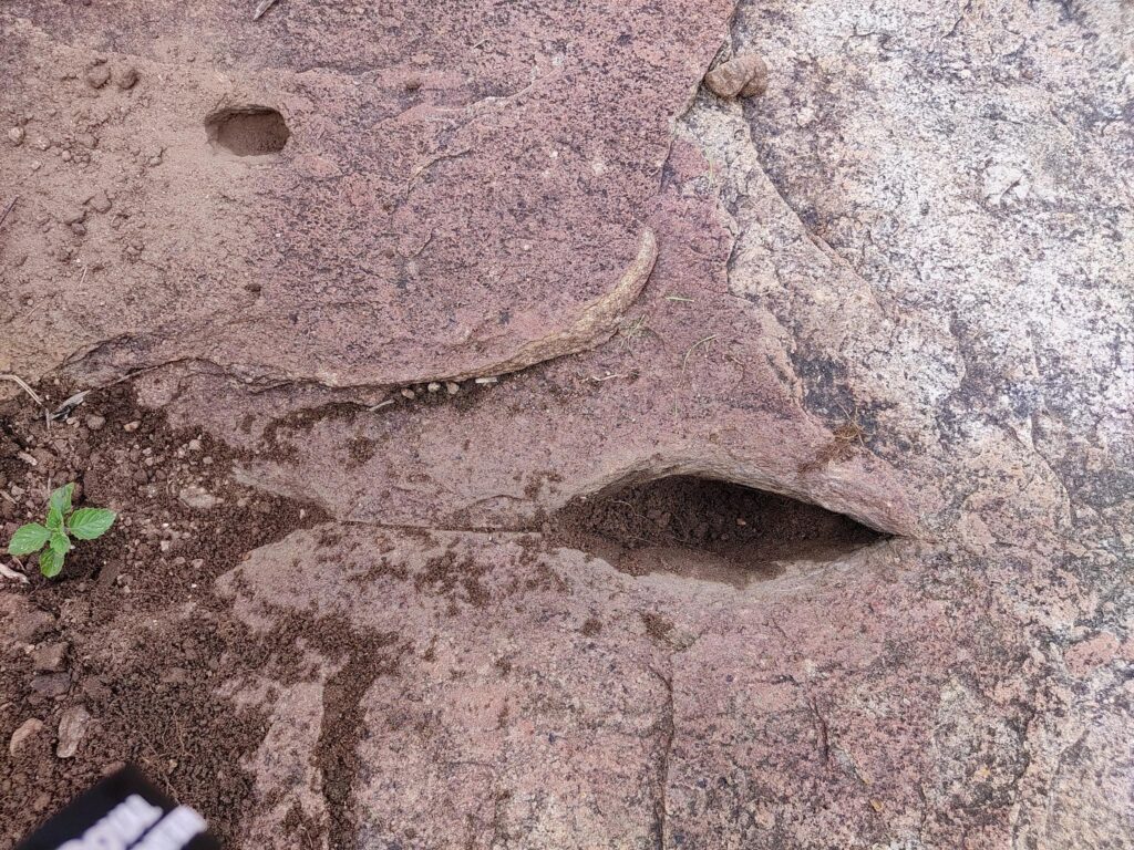 ଧାନ