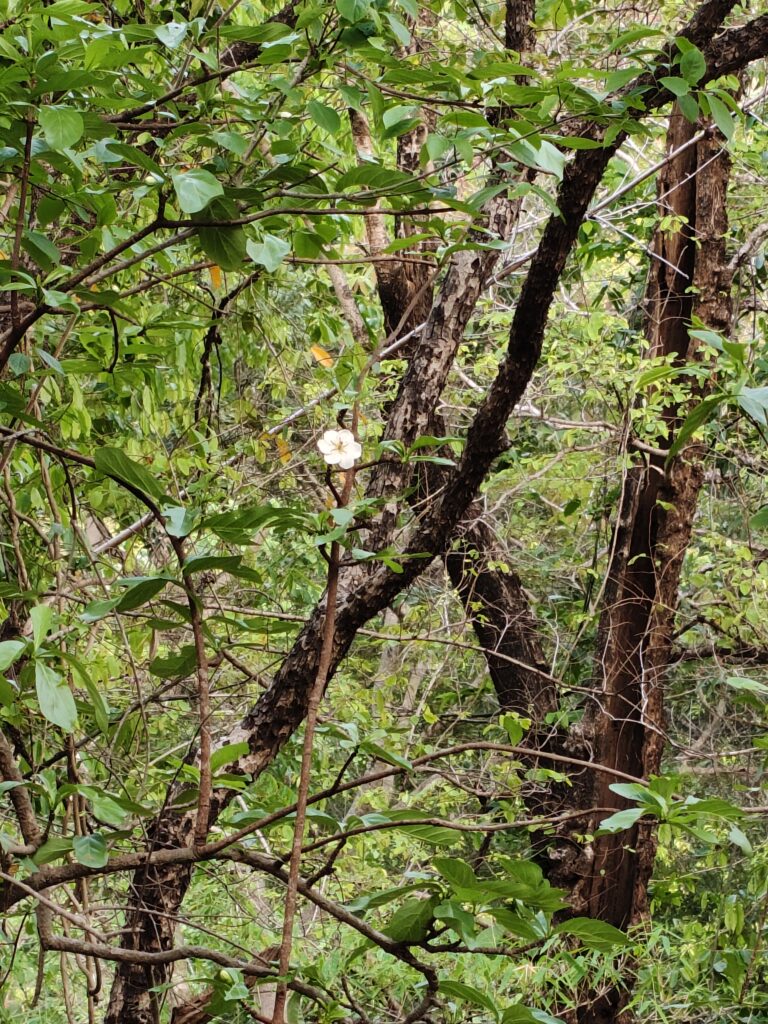 ପୁଷପୁନୀ ଏକ ପ୍ରେମକଥା