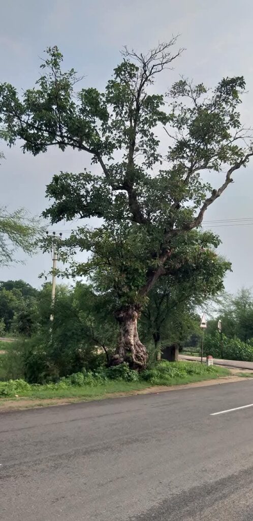 ବେହେରା ଗଛ